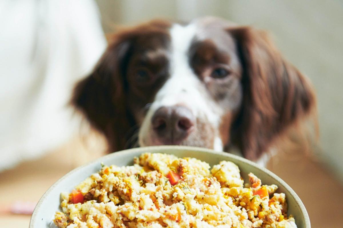 犬がうんちを食べても健康上は問題ないの？